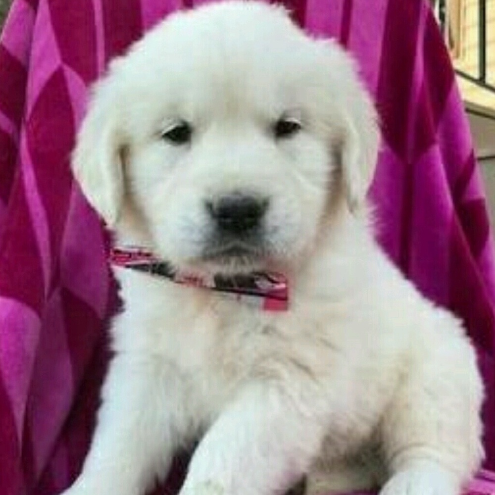 Meet your Posher, Machelle